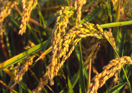 Del campo a tu mesa: el cultivo del arroz en la Albufera
